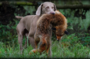 http://www.eddy-weimaraner.com/